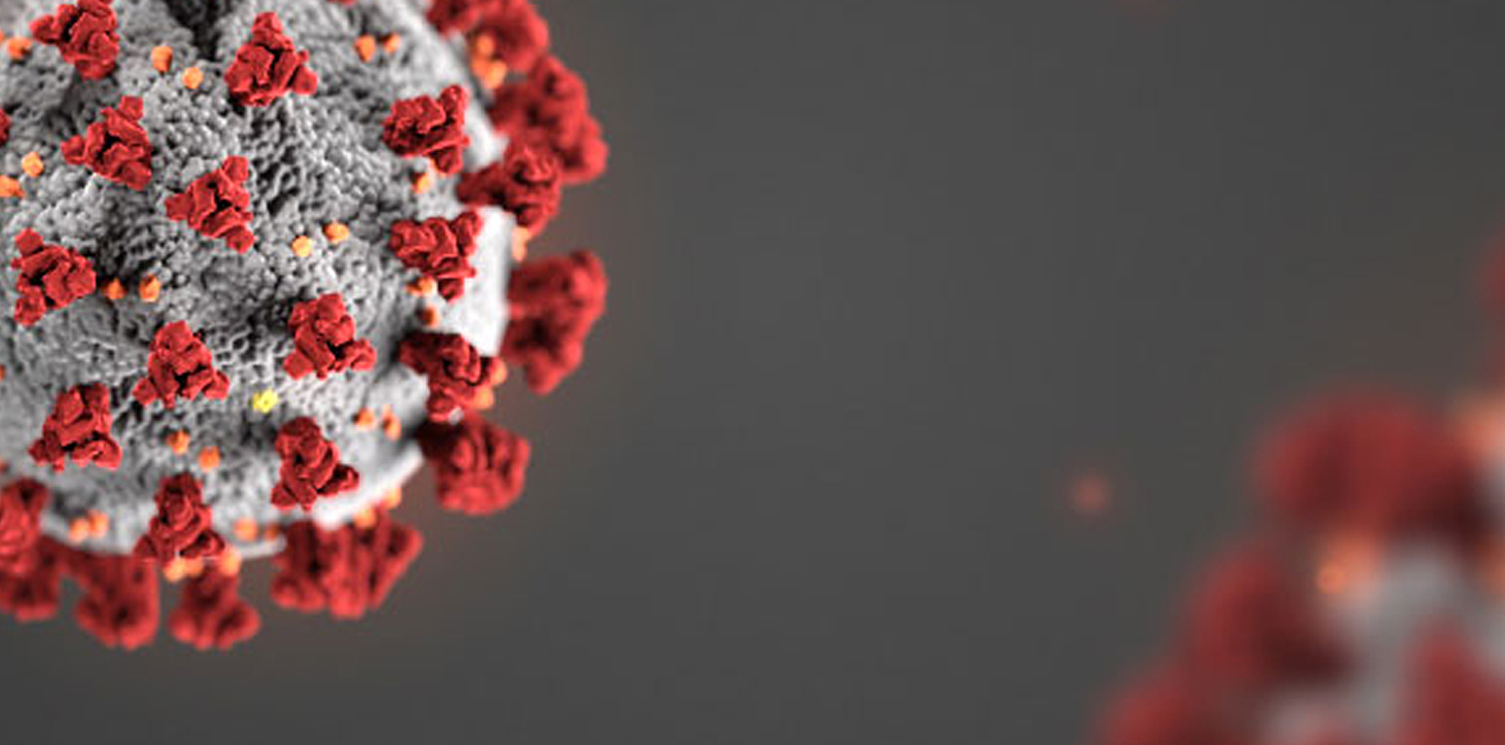 a microscopic look at the covid-19 virus