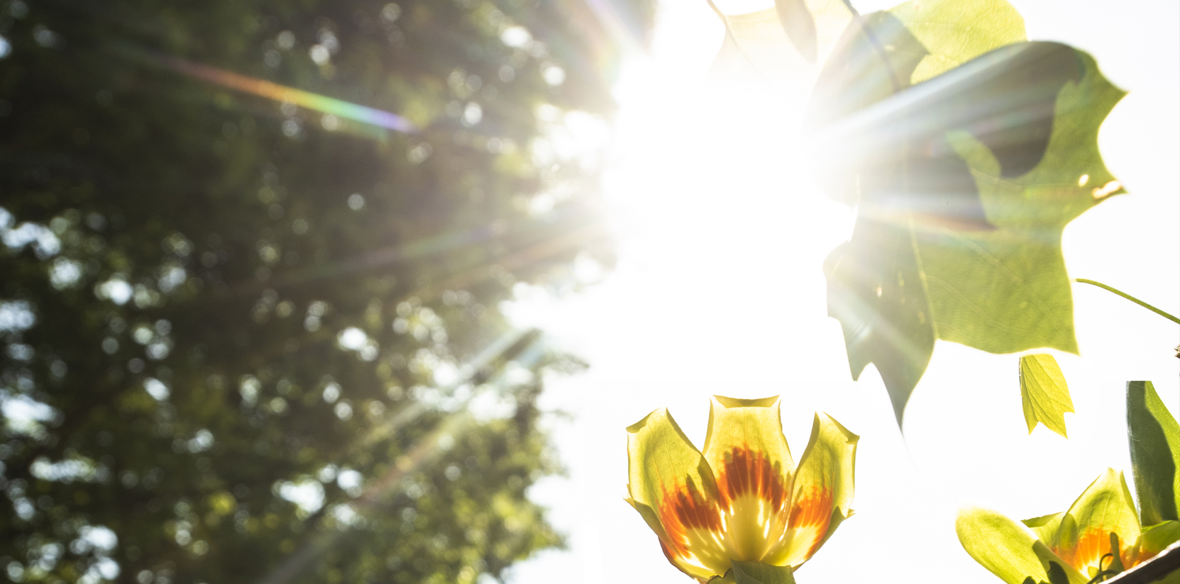 President Lambert Shares a Prayer of Repentance for Racial Injustice sun shining through leaves and flowers of a poplar tulip tree